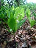 Convallaria majalis